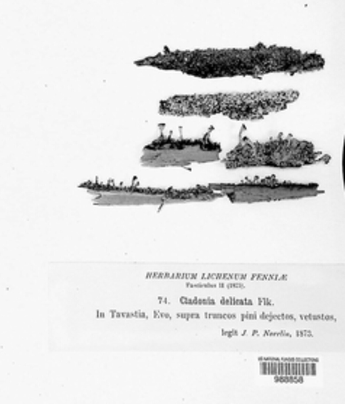 Cladonia parasitica image